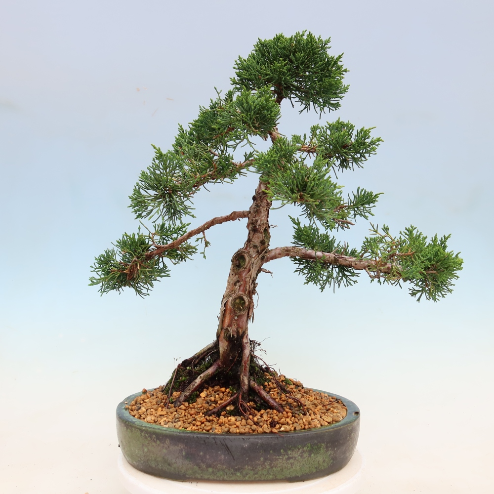 Outdoor bonsai - Juniperus chinensis Kishu