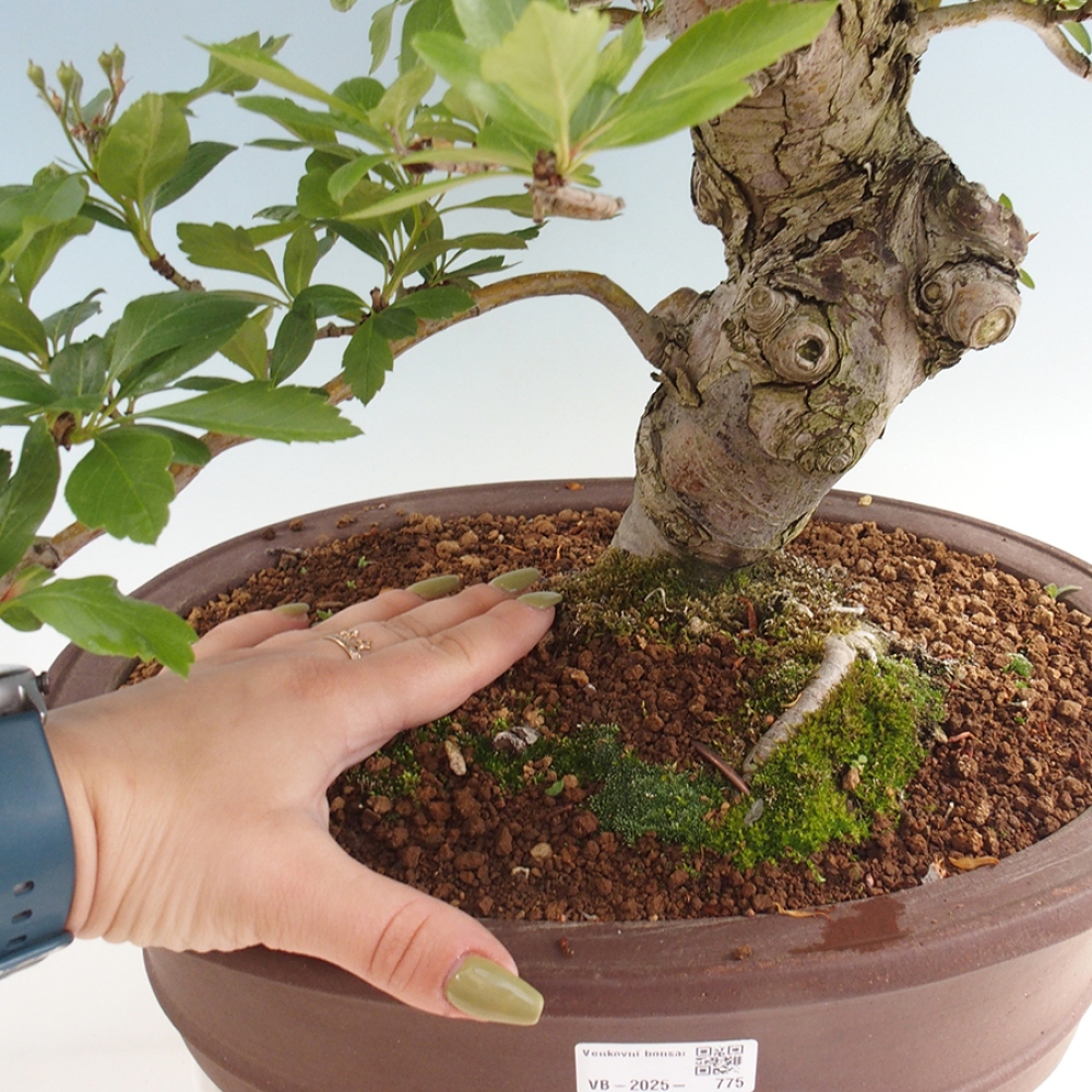 Outdoor bonsai - Hawthorn - Crataegus cuneata