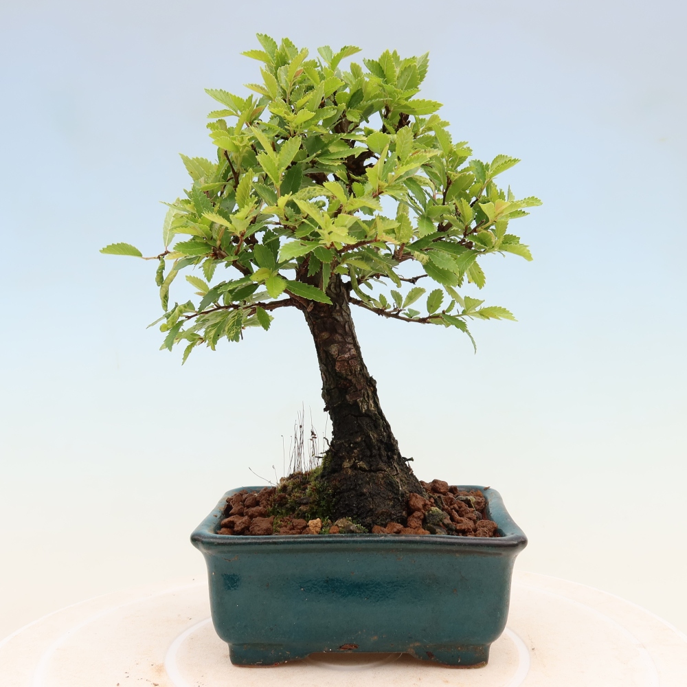 Outdoor bonsai - Zelkova - Zelkova NIRE