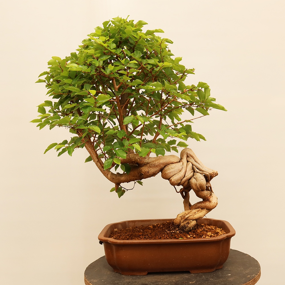 Outdoor bonsai - Carpinus Coreana - Korean hornbeam