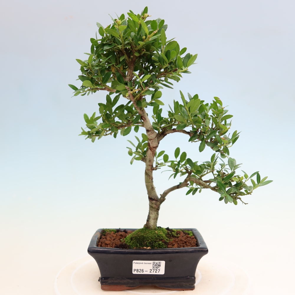 Room bonsai - Ilex crenata - Holly