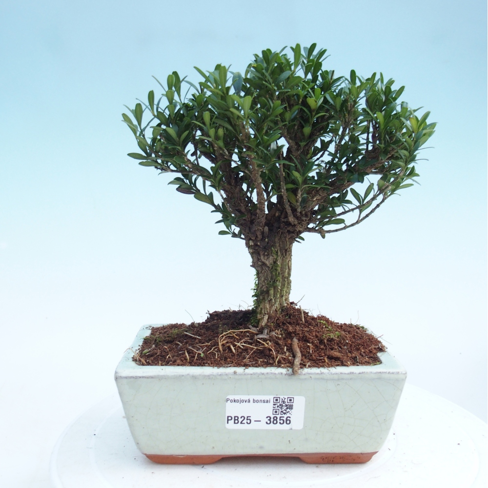 Room bonsai - Buxus harlandii - cork buxus