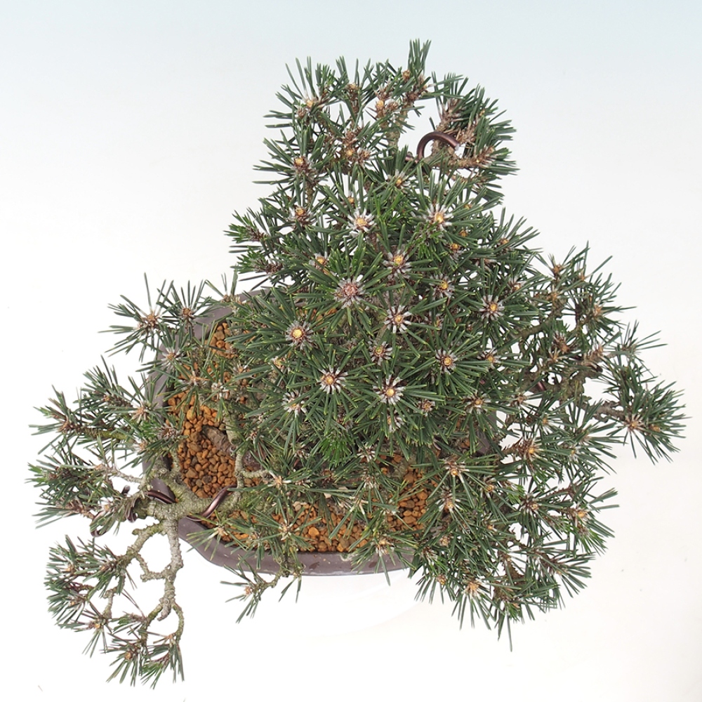 Outdoor bonsai - Pinus thunbergii Kotobuki - Thunberg pine