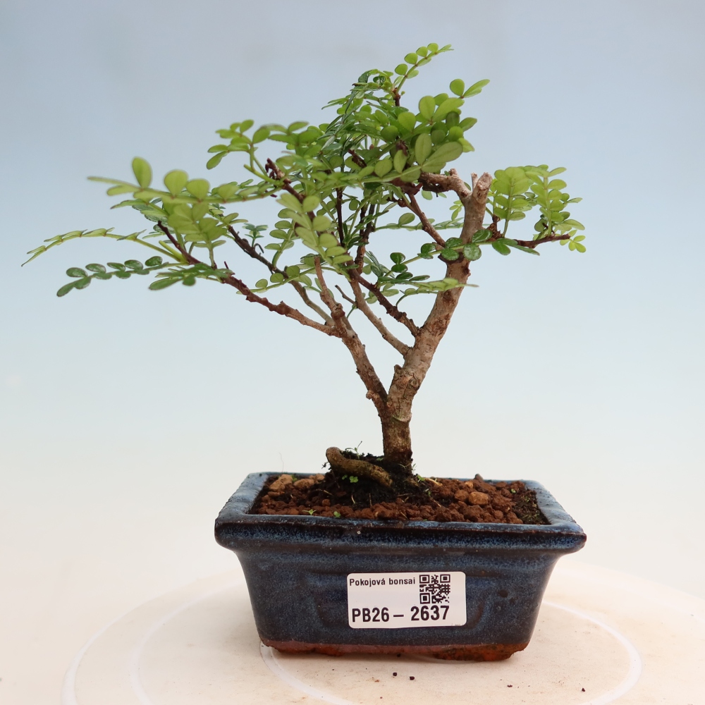 Room bonsai - Zantoxylum piperitum - pepper tree
