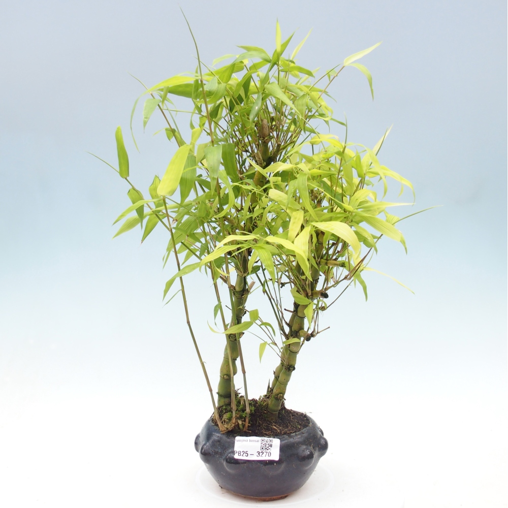 Room bonsai - Bamboo budha-Bamboo budha belly