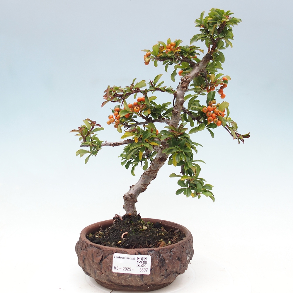 Outdoor Bonsai-Pyracanta Teton -Bakery