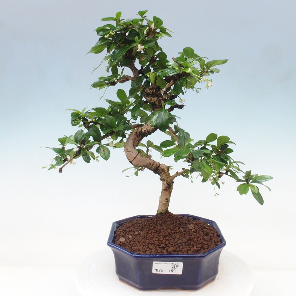 Room bonsai - Carmona macrophylla - Tea fuki