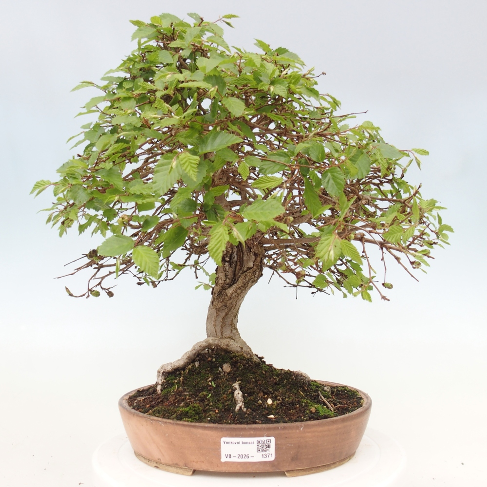 Outdoor bonsai -Carpinus CARPINOIDES - Korean Hornbeam