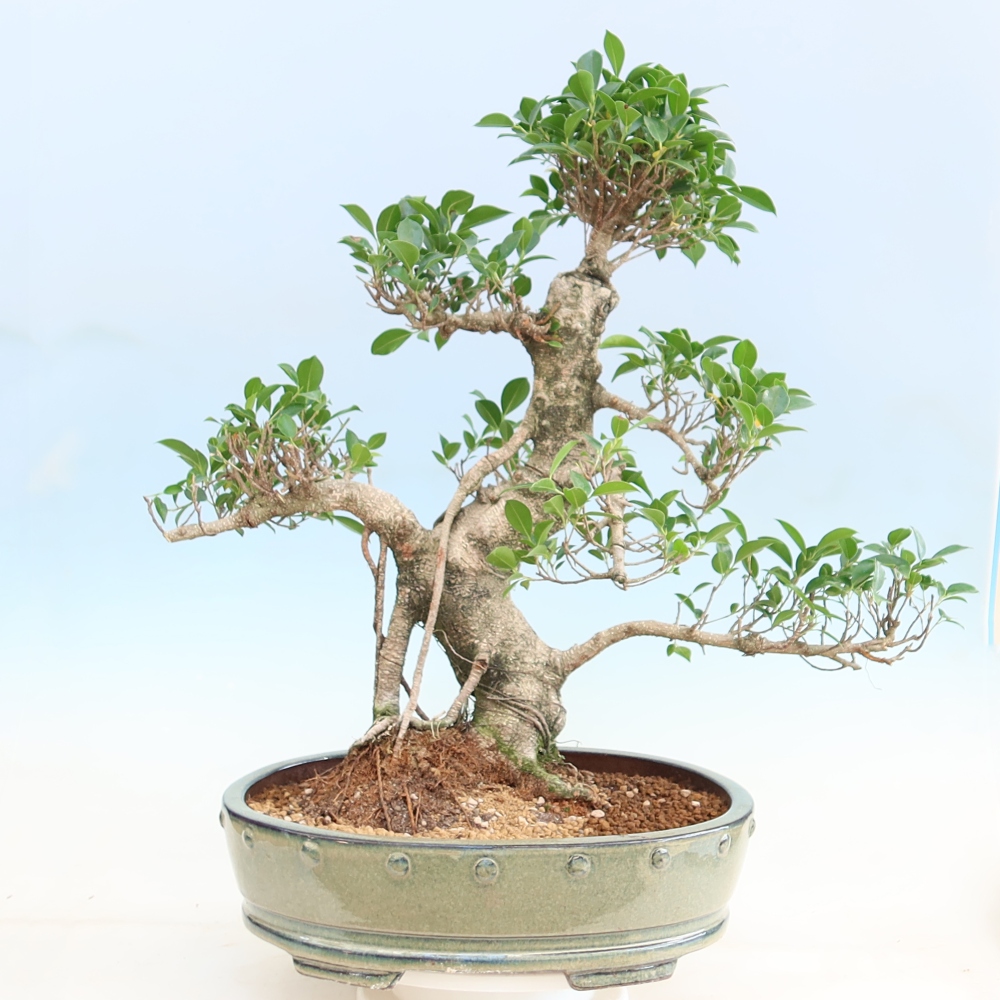 Room bonsai - Ficus kimmen - small-leaved ficus