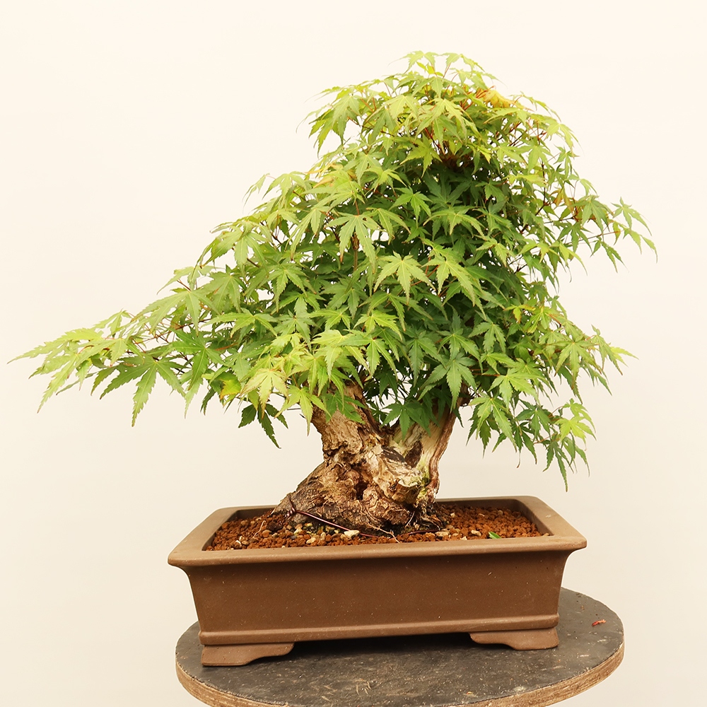 Outdoor bonsai - Maple palmatum - Palms