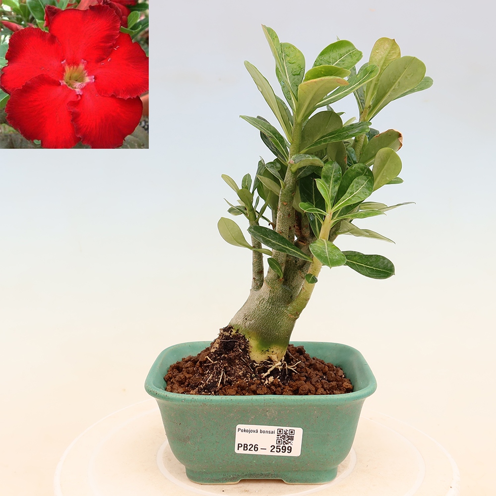 Indoor Bonsai - Adenium obesum Red Star - Desert Rose