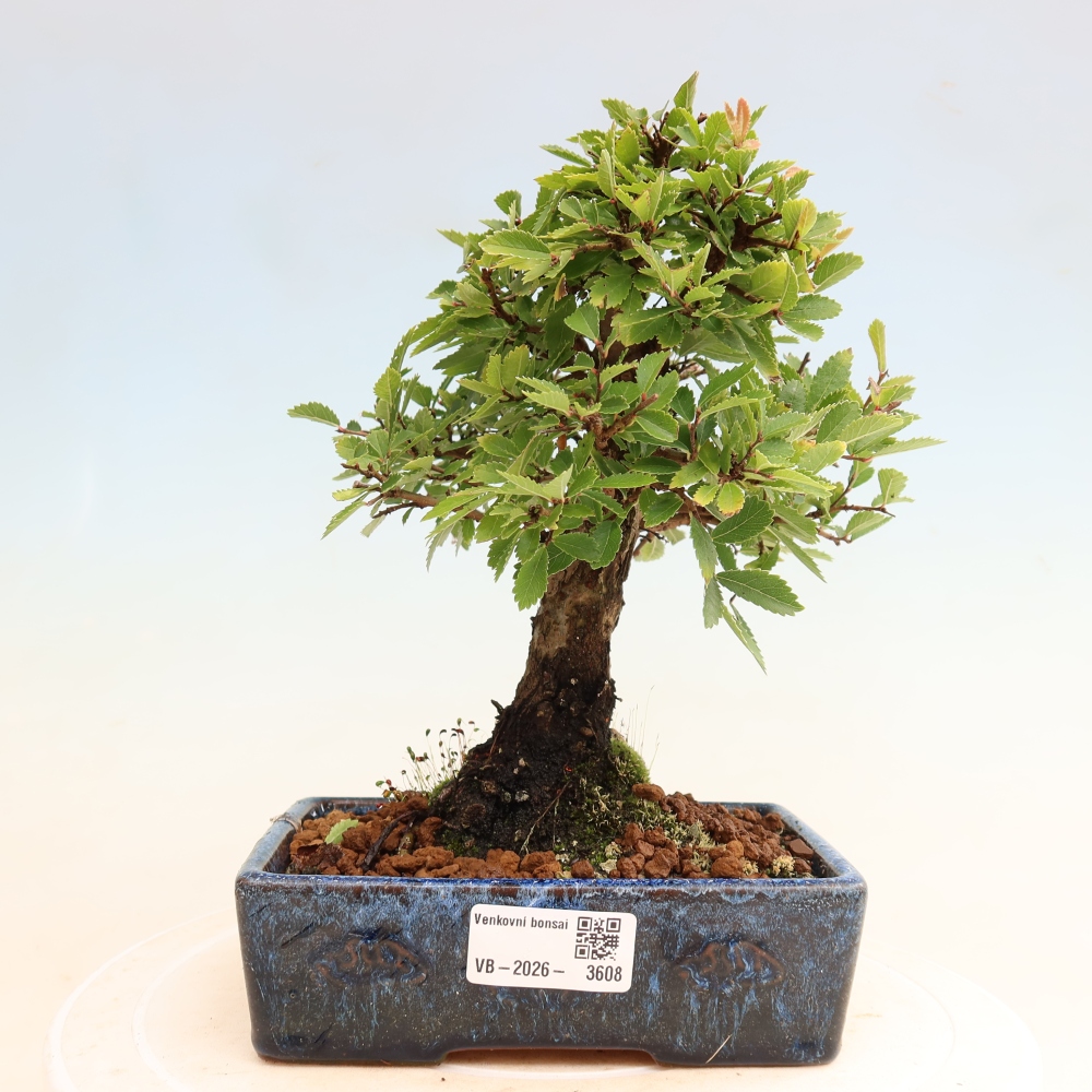 Outdoor bonsai - Zelkova - Zelkova NIRE