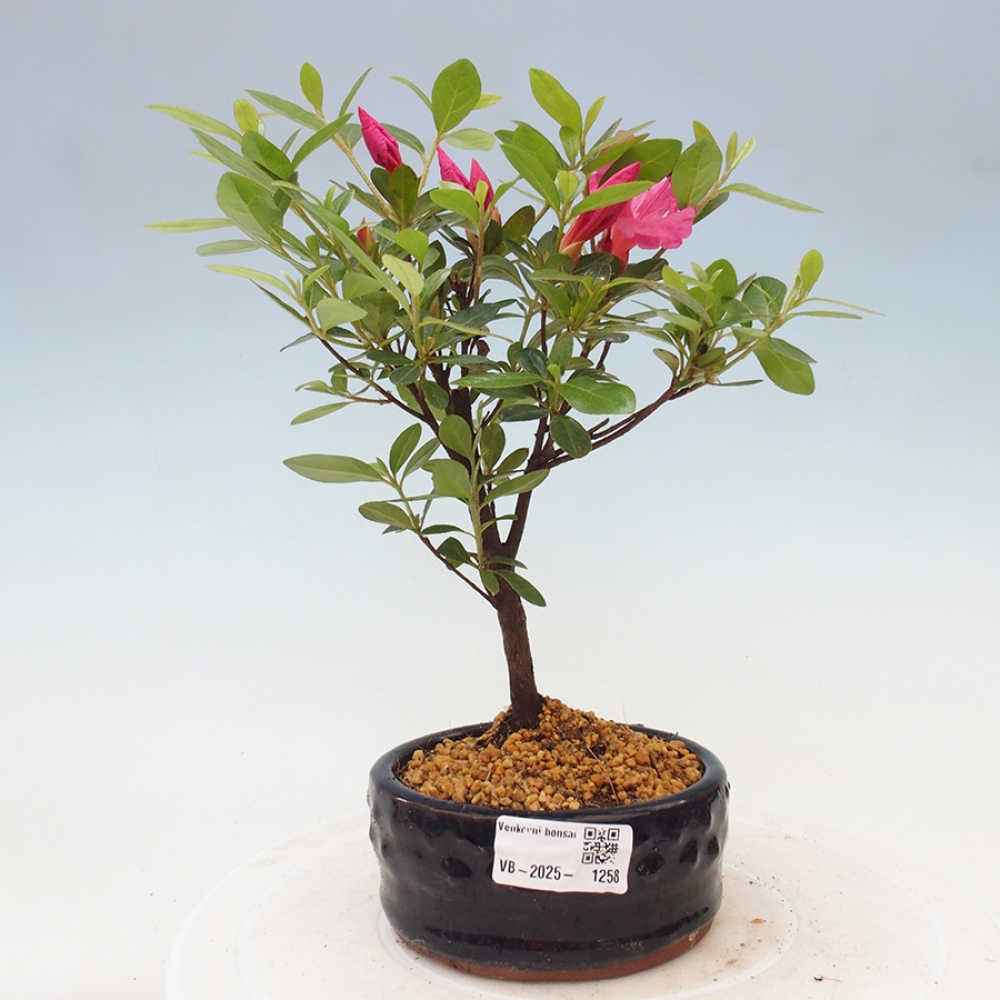 Outdoor bonsai - Japanese azalea - Azalea sp.