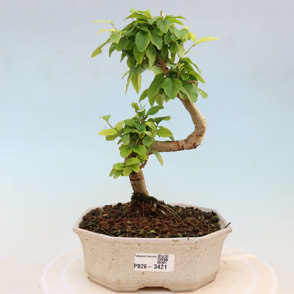 Room bonsai -Ligustrum chinensis - Birds Beak