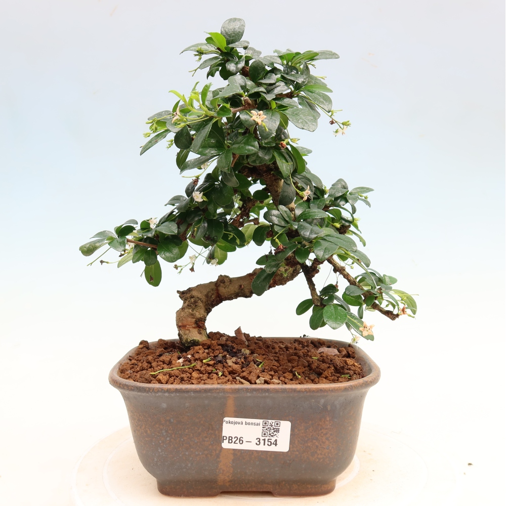Room bonsai - Carmona macrophylla - Tea fuki
