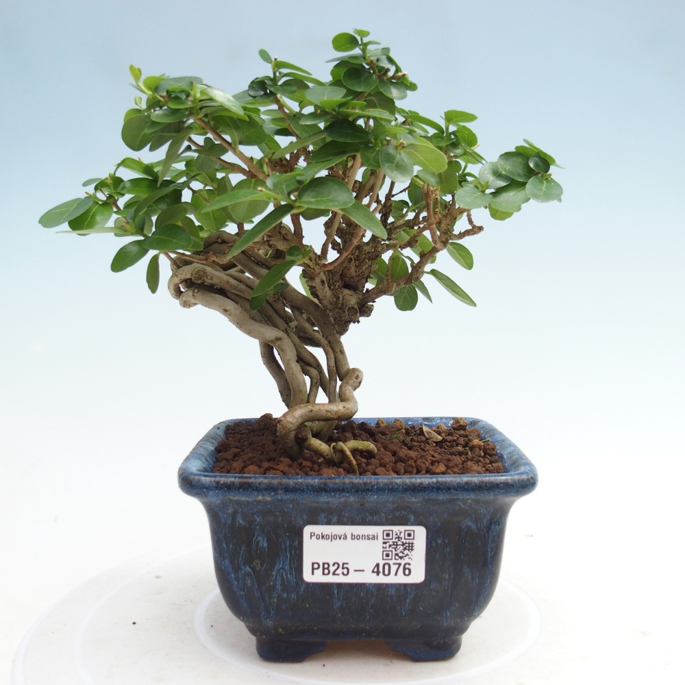 Indoor bonsai - Premna serratifolia - Kozlovna malolista