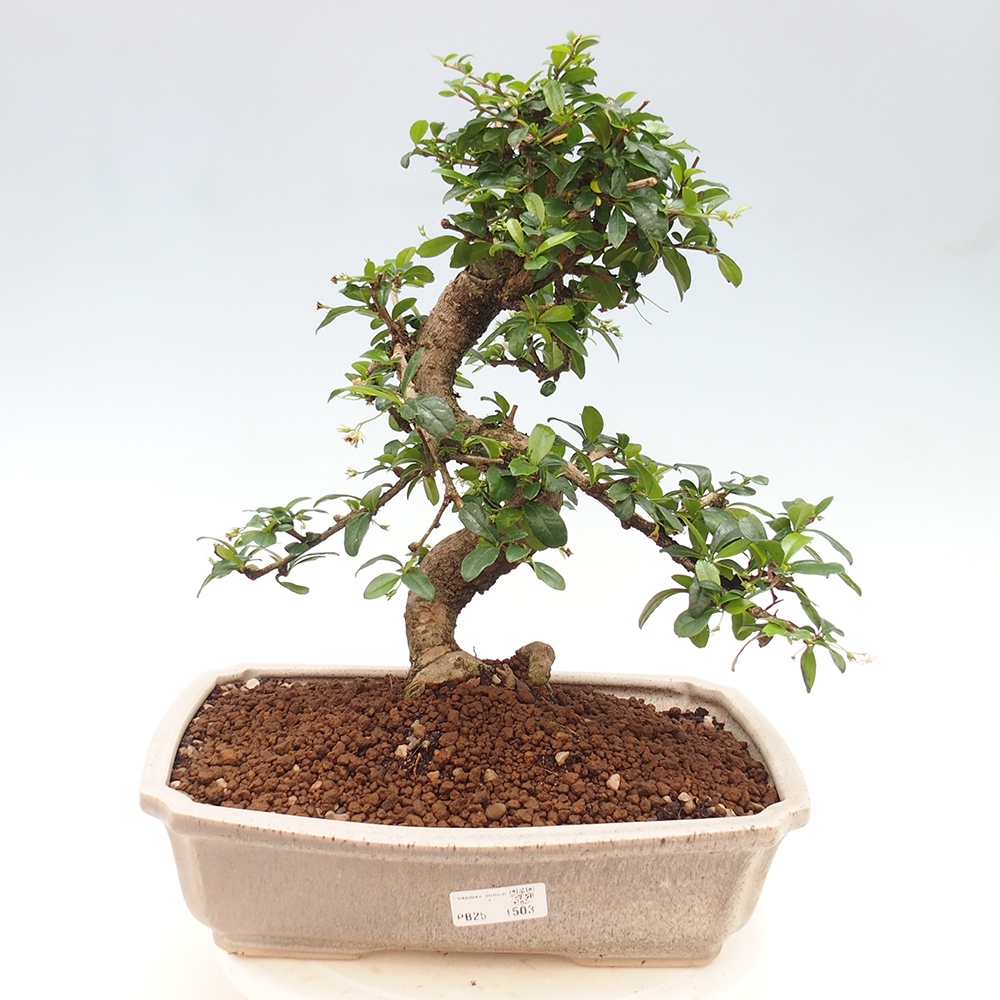 Room bonsai - Carmona macrophylla - Tea fuki