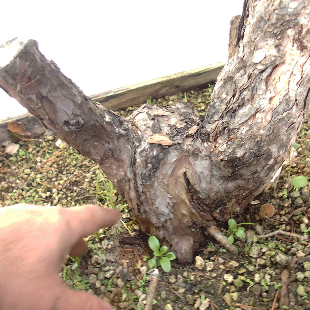 Yamadori - Pinus sylvestris Spain