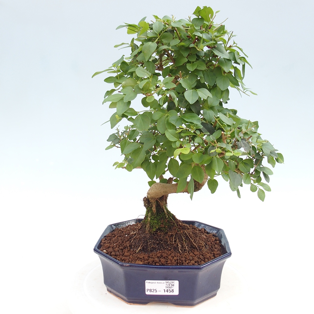 Indoor bonsai -Ligustrum chinensis - Bird's beak