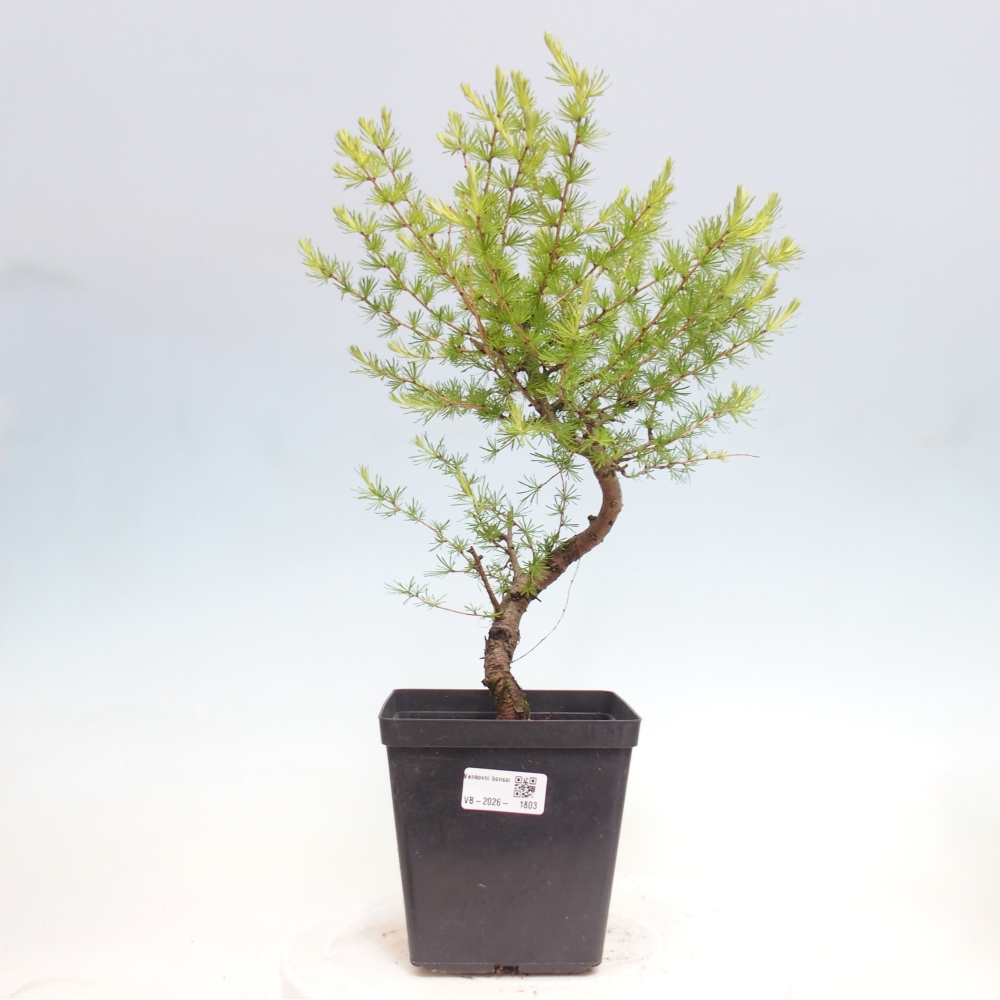 Outdoor bonsai -Larix decidua - Larch