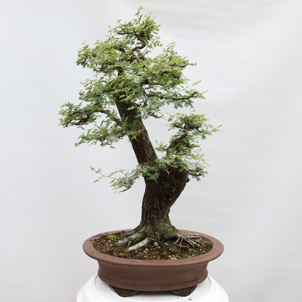 Indoor Bonsai - Acacia Arabica