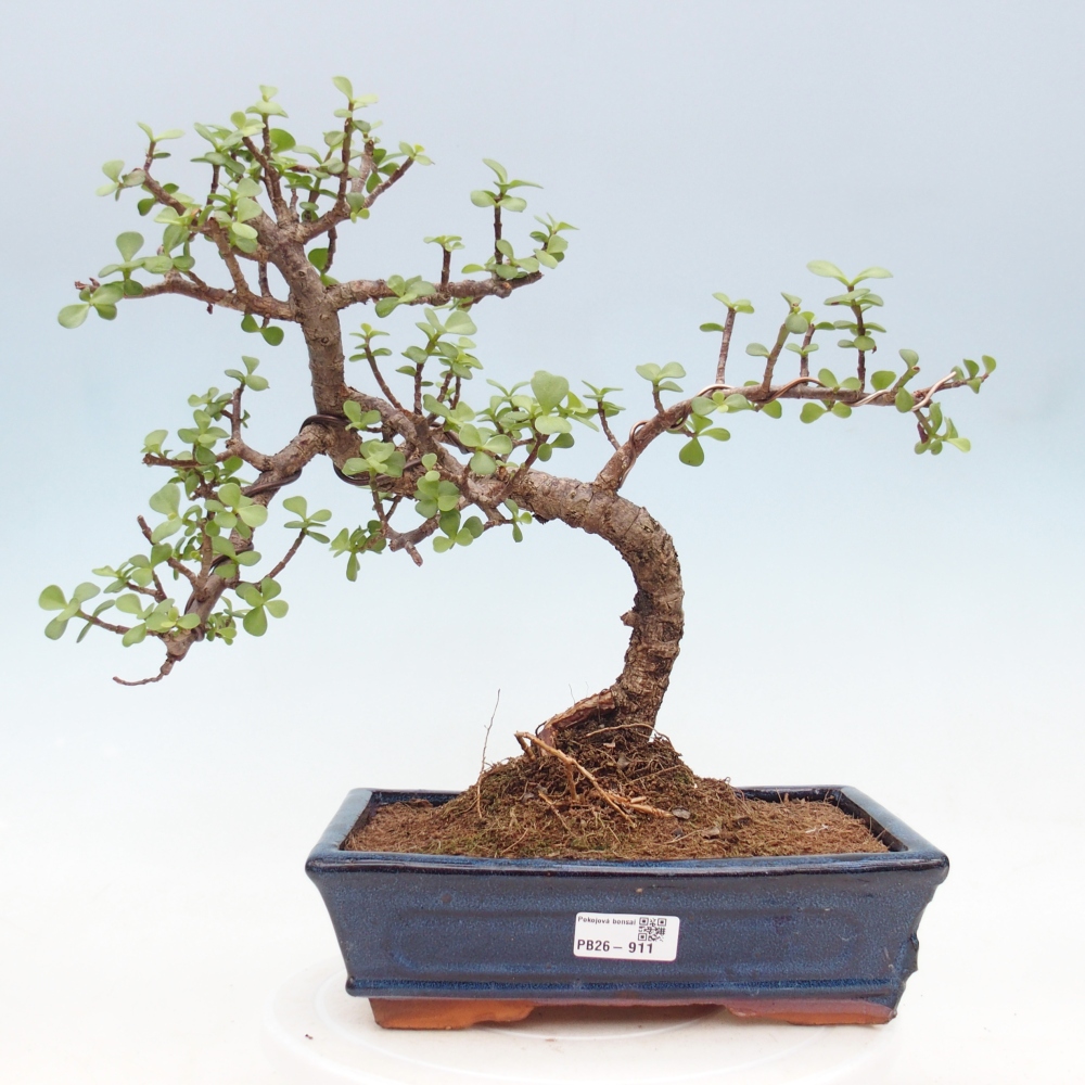 Room bonsai - Portulakaria Afra - Tlustice