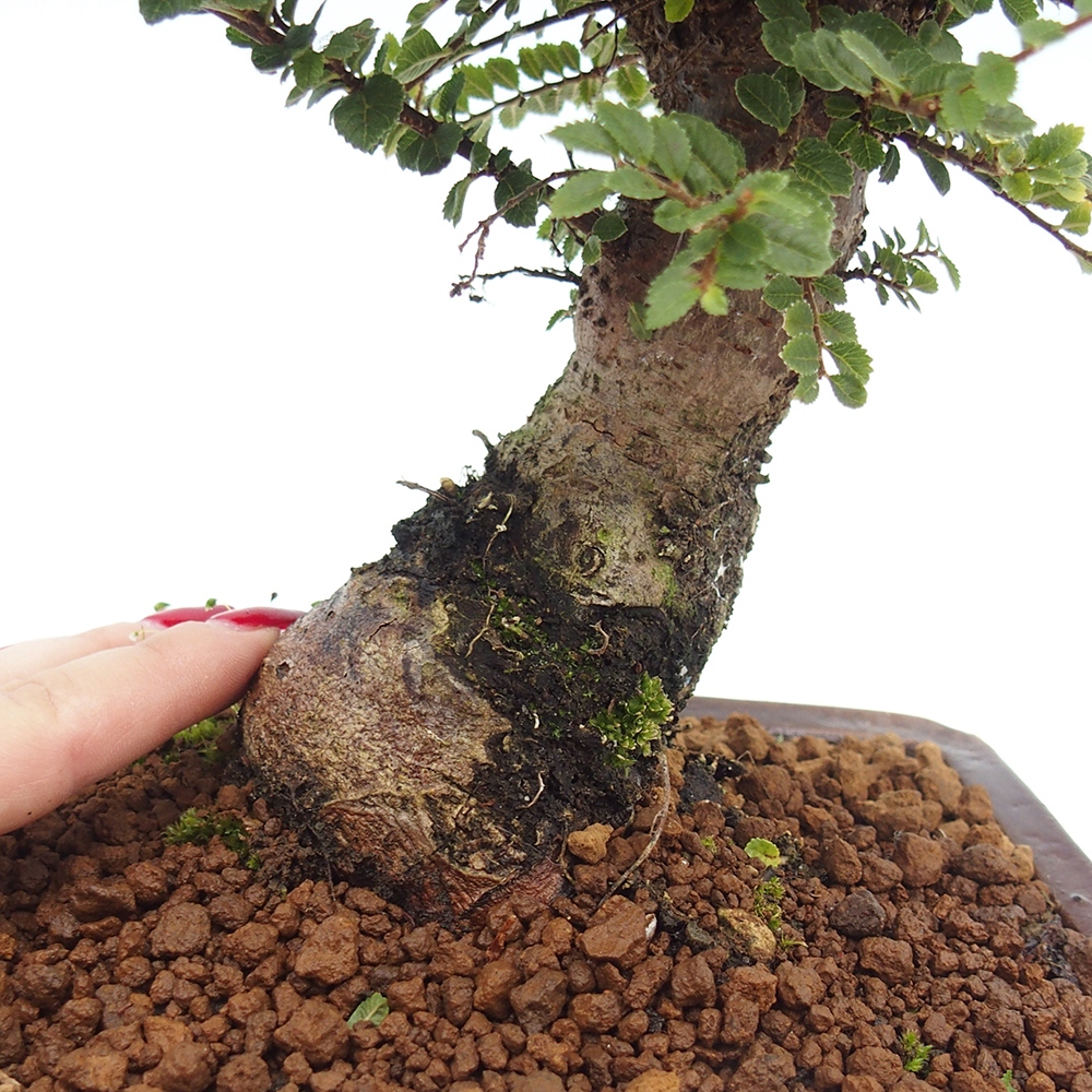 Outdoor bonsai - Ulmus parvifolia Hokkaido - Chinese elm