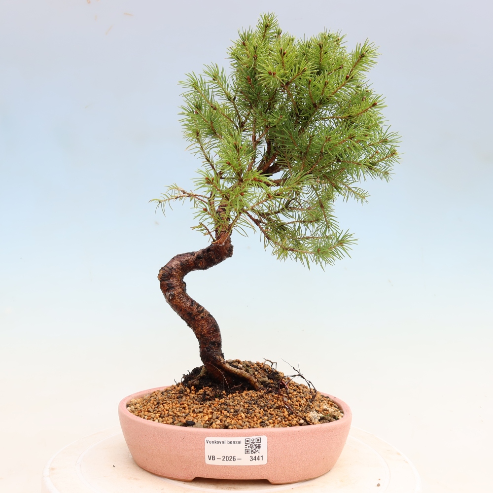 Outdoor Bonsai - Blue Spruce - Picea glauca 'Globe'