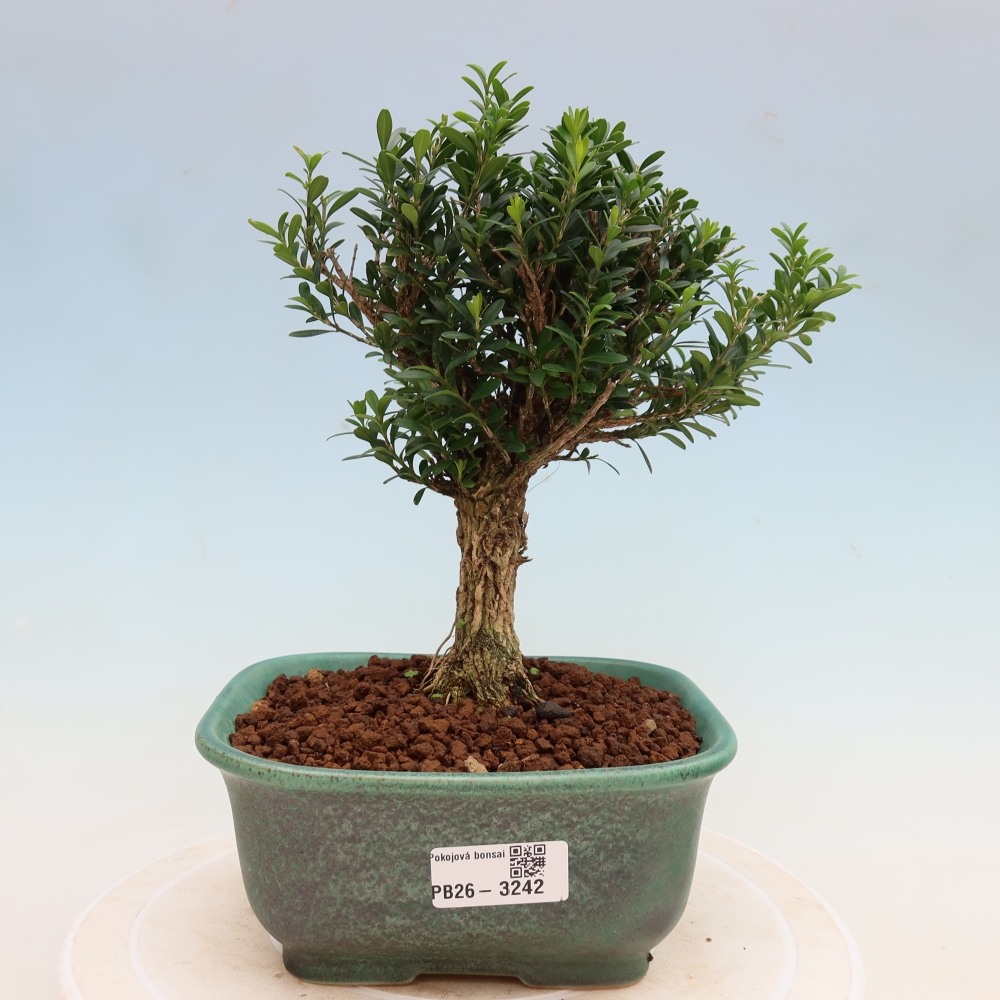 Room bonsai - Buxus harlandii - cork buxus