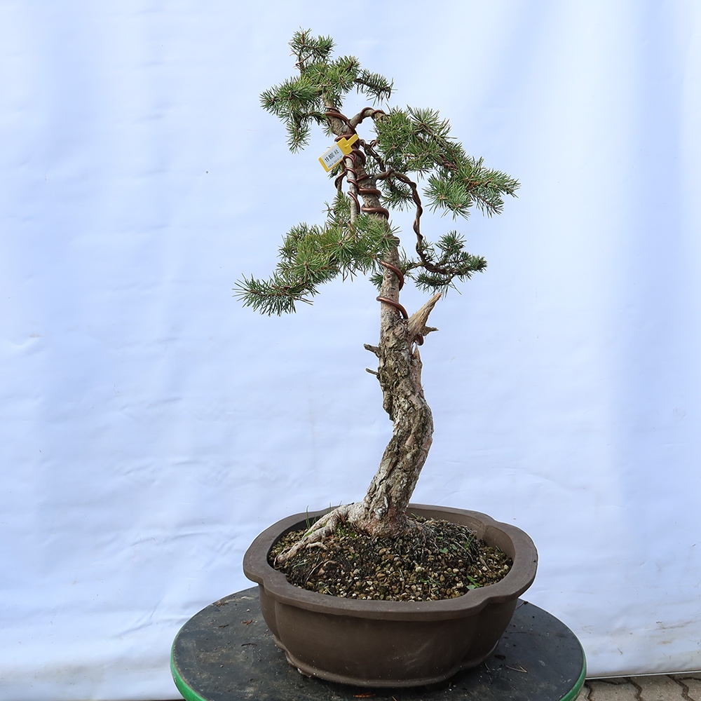 Pinus sylvestris Spain - Scots pine