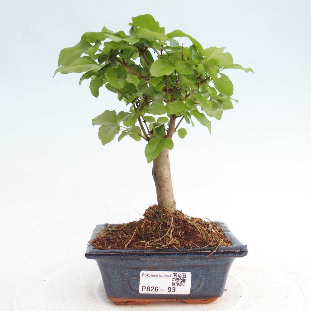 Room bonsai -Ligustrum chinensis - Birds Beak