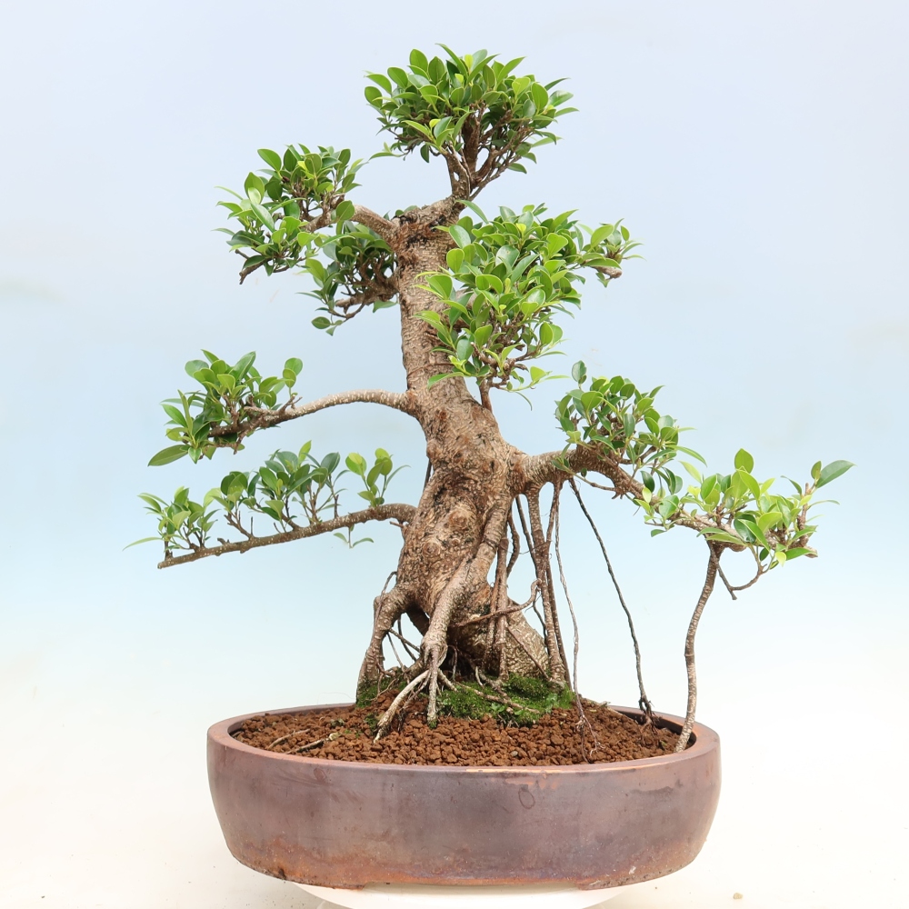 Room bonsai - Ficus kimmen - small-leaved ficus