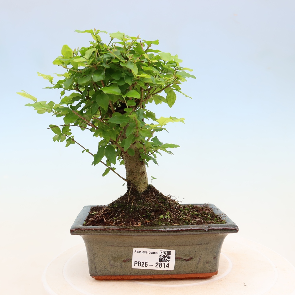Room bonsai -Ligustrum chinensis - Birds Beak