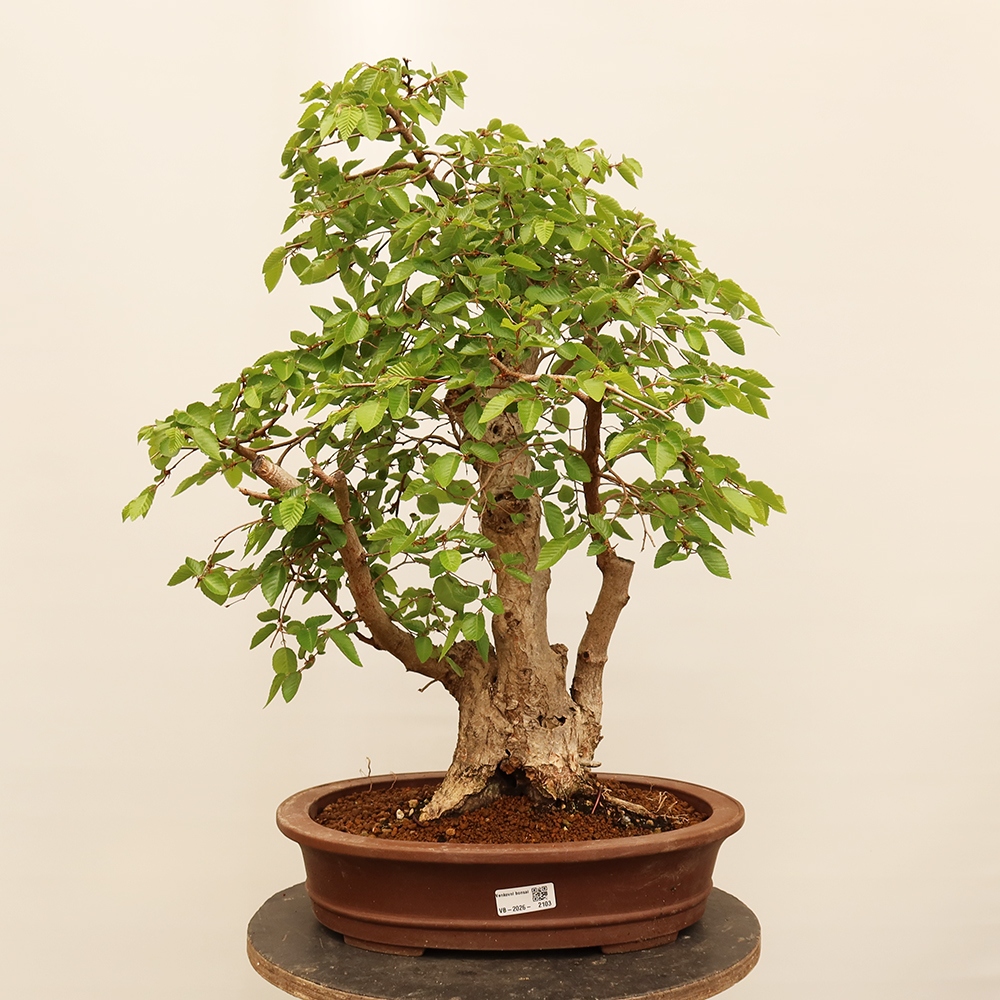 Outdoor bonsai - Carpinus Coreana - Korean hornbeam