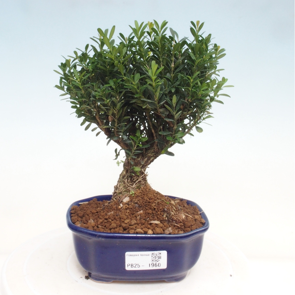 Room bonsai - Buxus harlandii - cork buxus