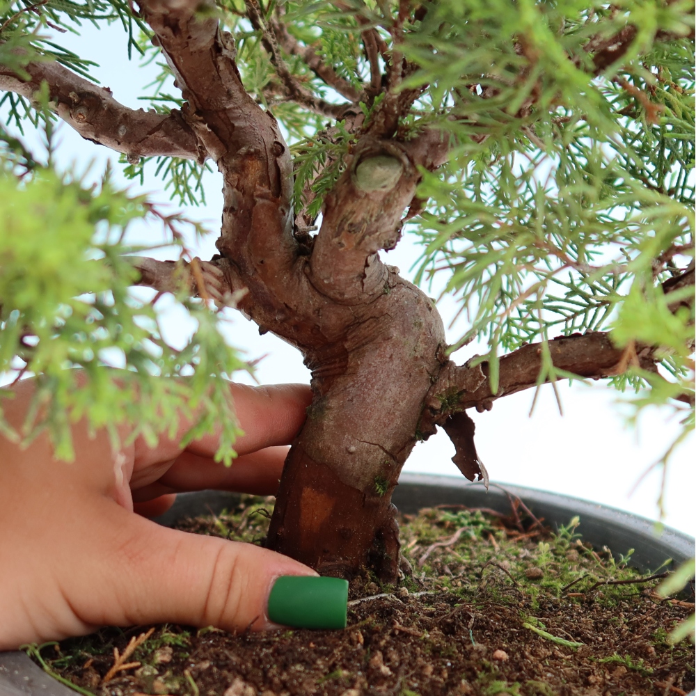Outdoor Bonsai - Juniperus chinensis Itoigawa - Chinese Juniper