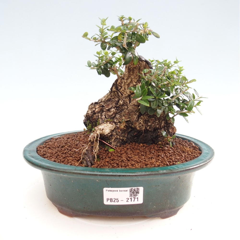 Indoor bonsai - Olea europaea sylvestris - European small-leaved olive oil