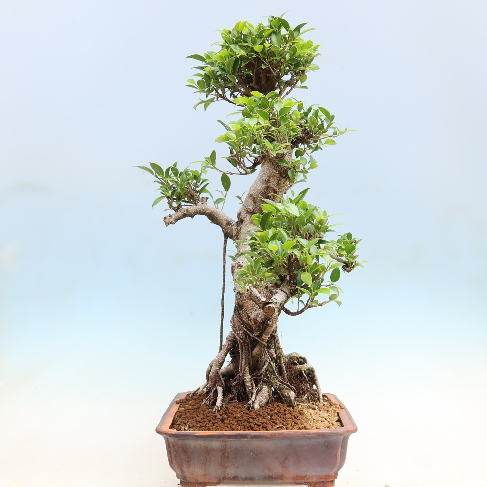 Room bonsai - Ficus kimmen - small-leaved ficus