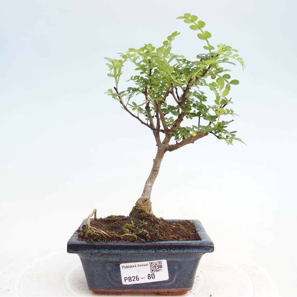 Indoor bonsai - Zantoxylum piperitum - Peppermint