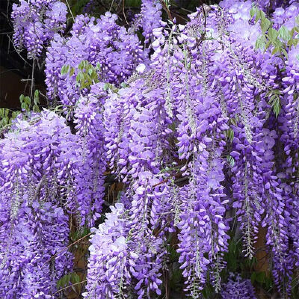 Outdoor bonsai - Wisteria floribunda