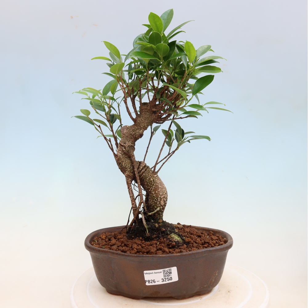Room bonsai - Ficus kimmen - small-leaved ficus