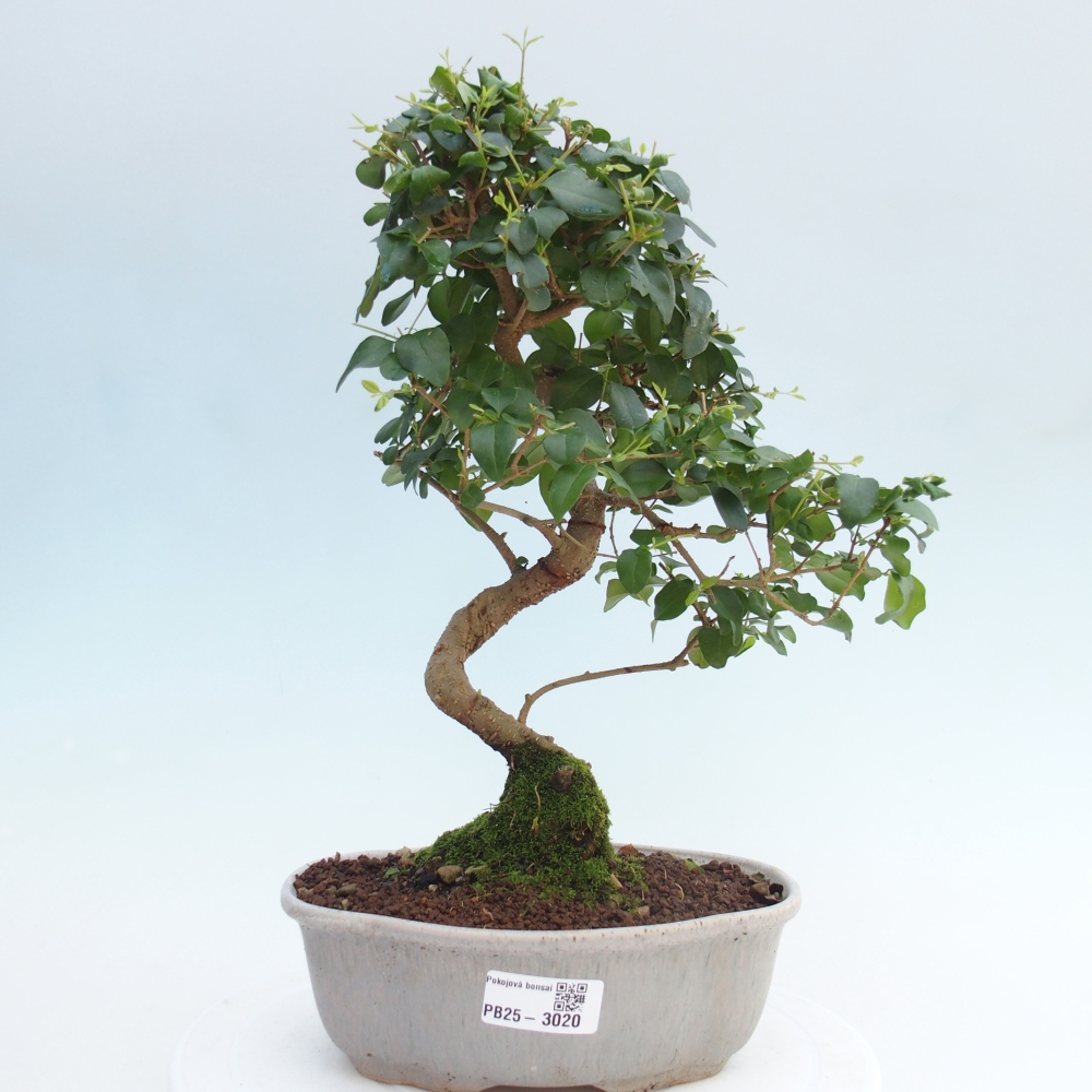 Indoor bonsai -Ligustrum chinensis - Bird's beak