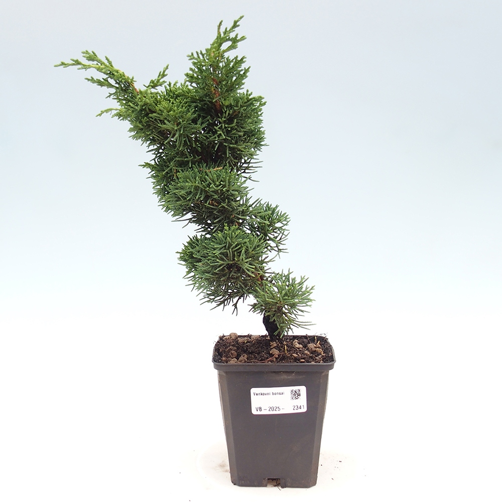 Outdoor bonsai - Juniperus chinensis Kishu - Chinese juniper