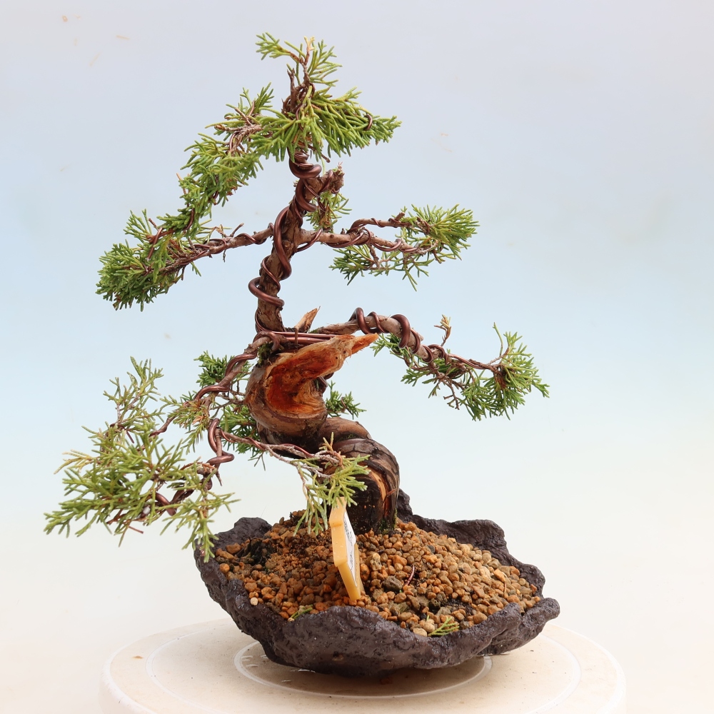 Outdoor Bonsai - Juniperus chinensis Itoigawa - Chinese Juniper