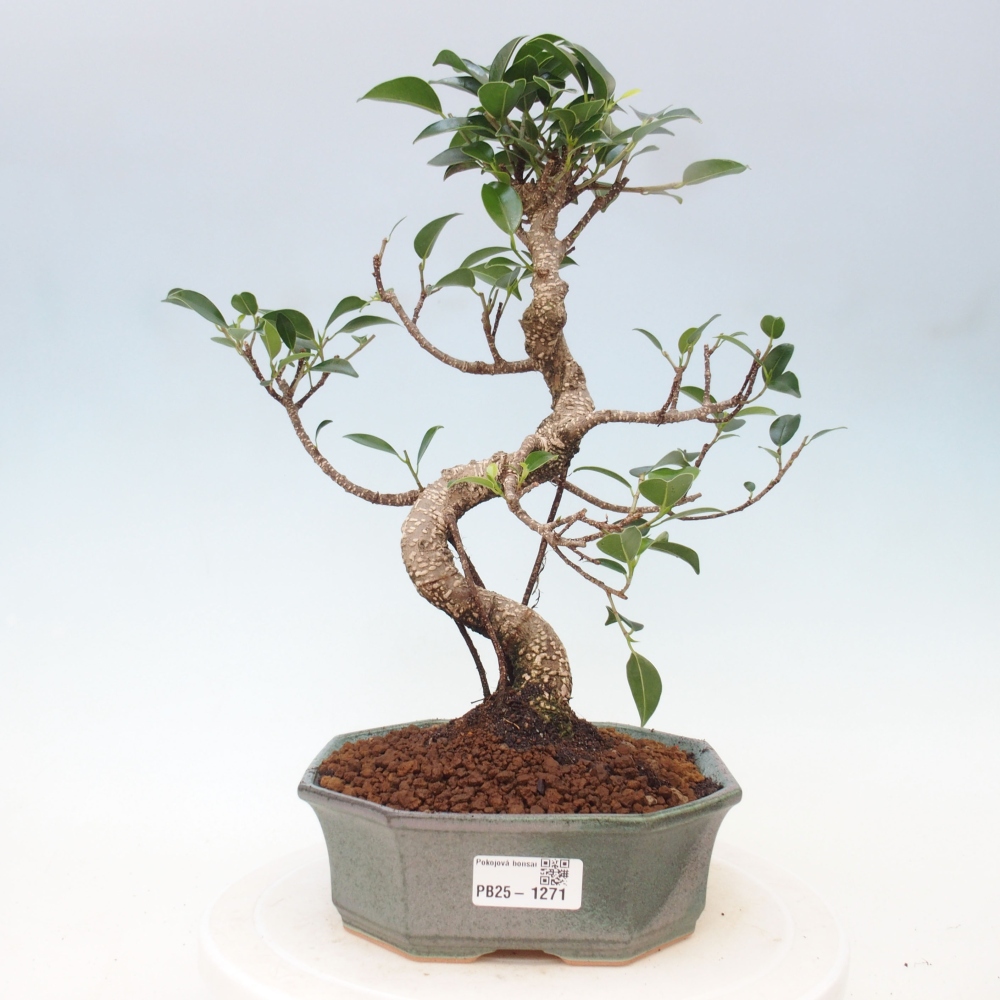Indoor bonsai - Ficus retusa - small ficus