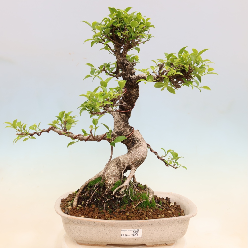 Room bonsai - Ficus kimmen - small-leaved ficus