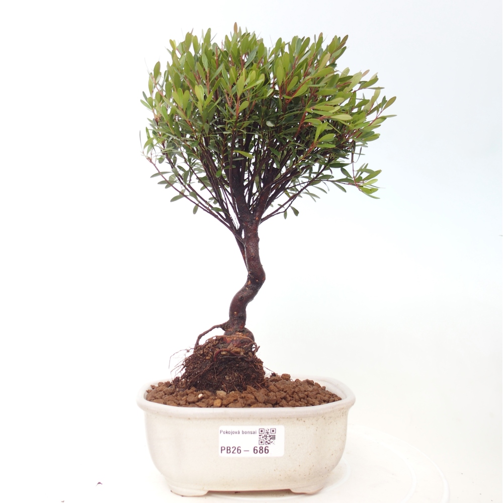 Room bonsai - Syzygium - Pimento