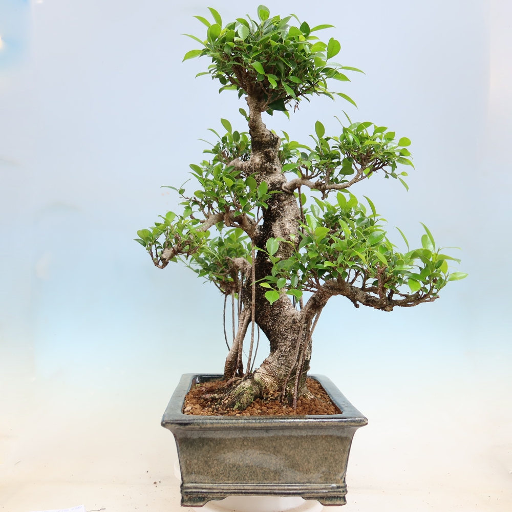 Room bonsai - Ficus kimmen - small-leaved ficus