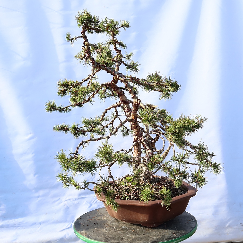 Pinus sylvestris Spain - Scots pine