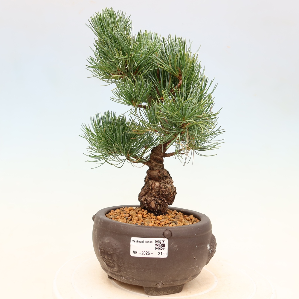 Outdoor bonsai - Pinus parviflora - Pinus parviflora
